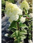 Hydrangea paniculata Diamantino 'Ren101' PBR